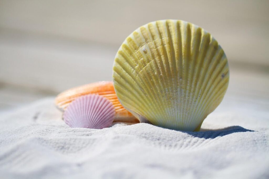 Zon, zee en zinnenprikkelende evenementen in Deventer - gezellige beachclub met uitzicht op het water