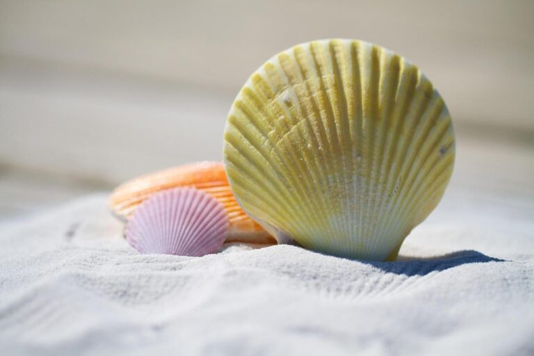 Home Zon, zee en zinnenprikkelende evenementen in Deventer - gezellige beachclub met uitzicht op het water
